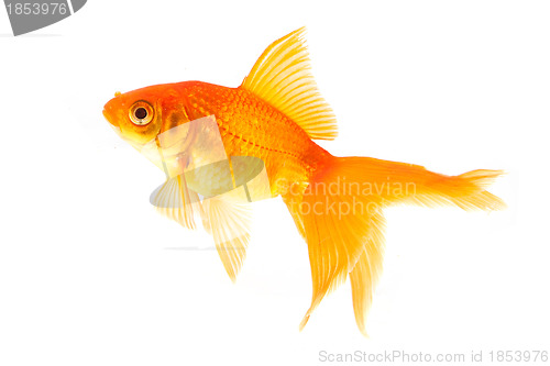 Image of Goldfish