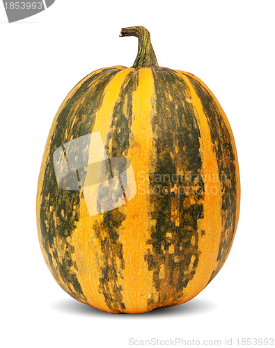 Image of Pumpkin