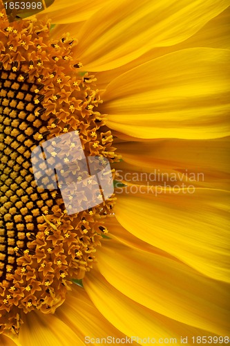 Image of The beautiful sunflower