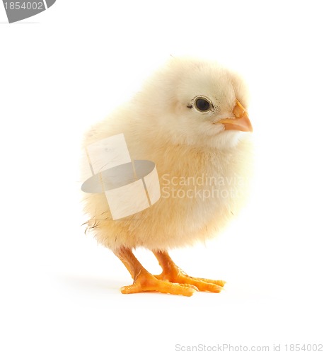 Image of The yellow small chick 