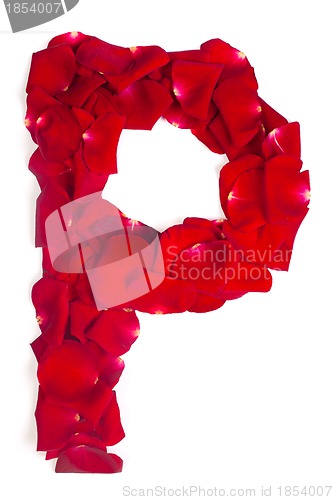 Image of Letter P made from red petals rose on white