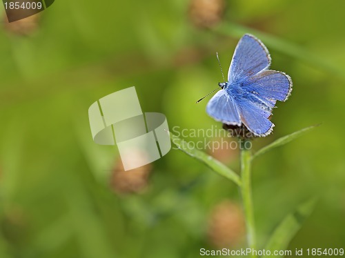 Image of Common blue butterfly