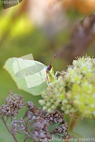 Image of Common Brimstone