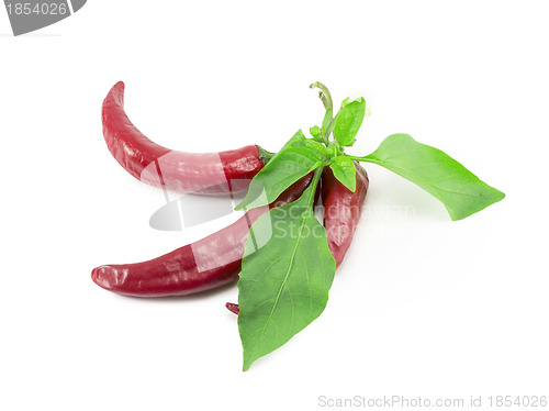 Image of hot chili peppers