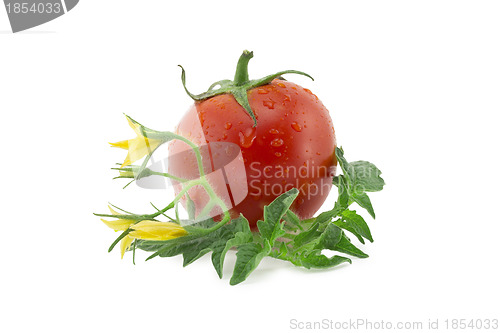 Image of tomato