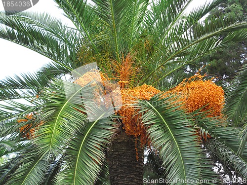 Image of Palm tree with fruits