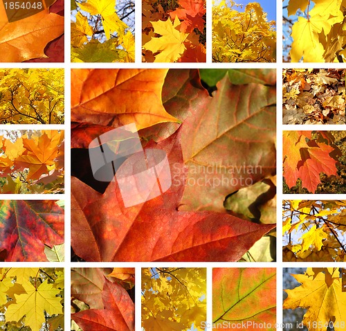 Image of Autumn collage 