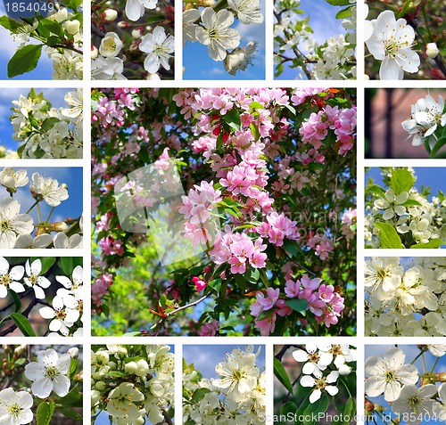 Image of Spring trees collage