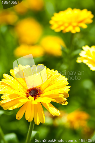 Image of yellow gerber flower 