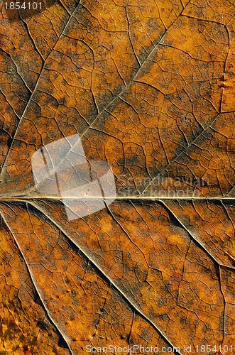 Image of Autumn color leaf textures and details background. 