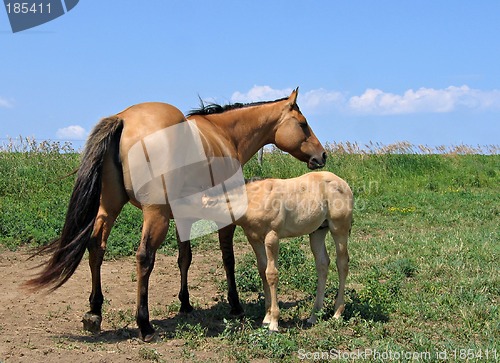 Image of Mare nursing her foal