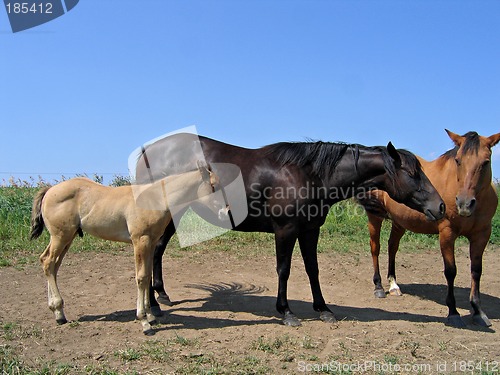 Image of Mare and her foal