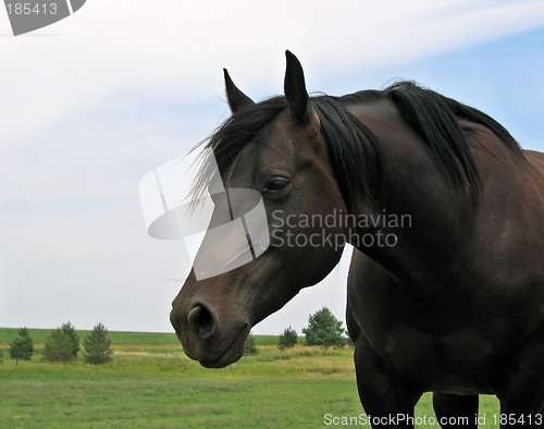 Image of Black quarter horse mare