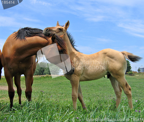 Image of Yearling filly and a foal