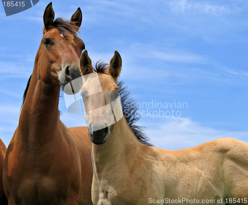 Image of Yearling filly and a young foal