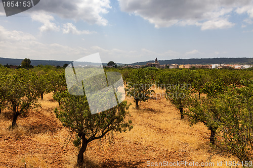 Image of Almond Trees Orcahrd