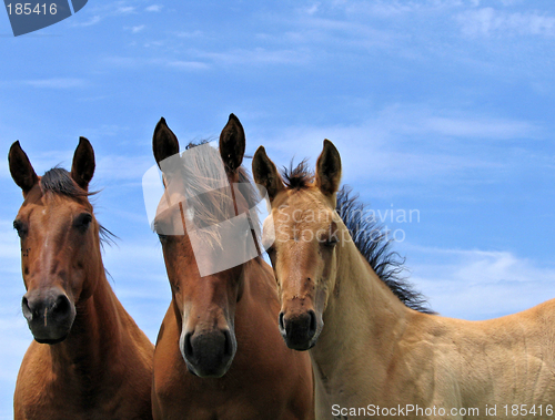 Image of Mare, yearling, and a foal