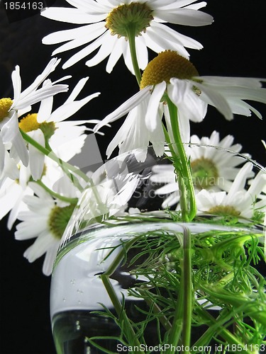 Image of Flower of a camomile garden