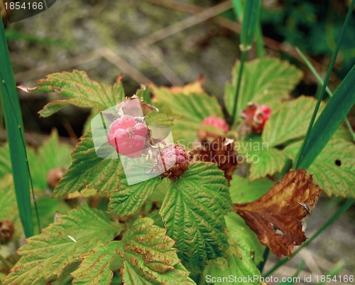 Image of Mountain raspberry