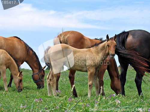 Image of Young foal in the pasture