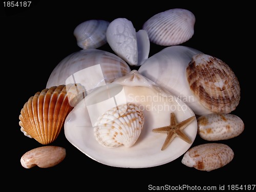 Image of Lodges of mollusks