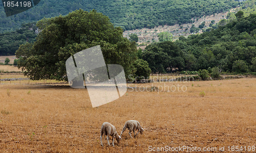 Image of Mallorca Scenery