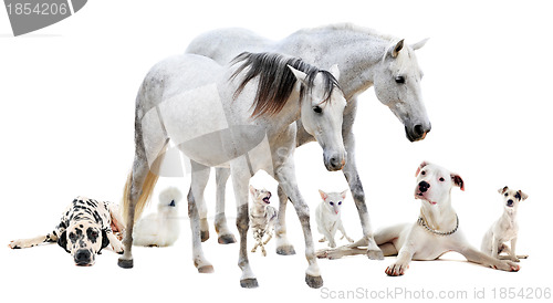 Image of group of white pet