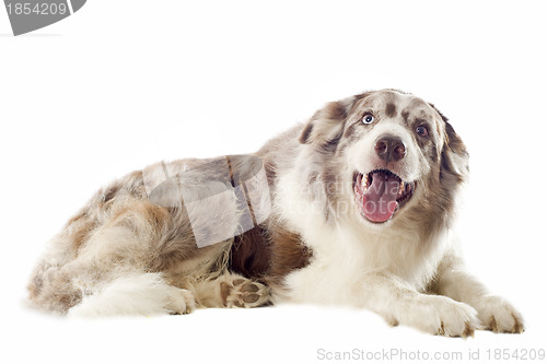 Image of border collie