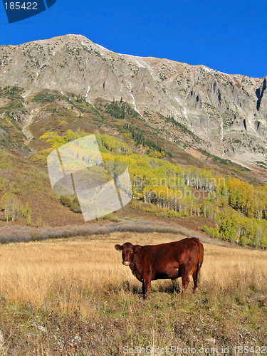 Image of Cow in a pasture