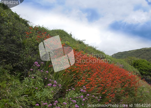 Image of Orange Crocosmia