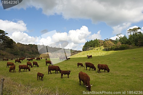 Image of Salers Cattle 