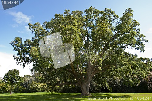 Image of Cork Oak Tree