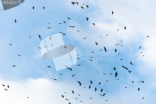 Image of A large group of crows