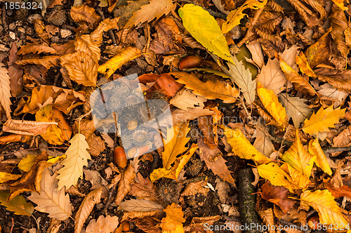 Image of Closeup of some autumnal leaves