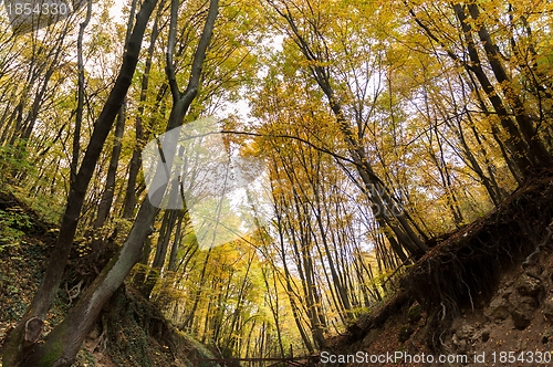 Image of Autumnal photo in a forest