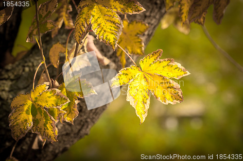 Image of Closeup of some autumnal leaves