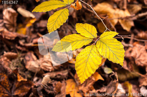 Image of Closeup of some autumnal leaves