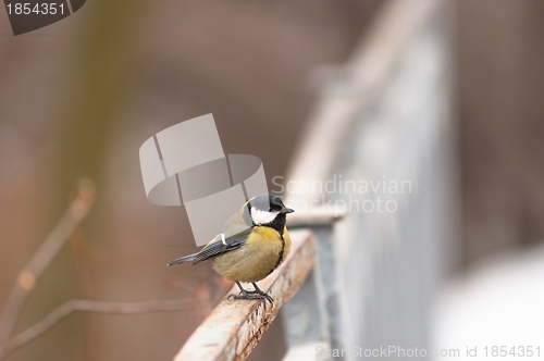 Image of Small bird sitting on branch