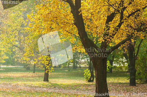 Image of Autumnal photo in a forest