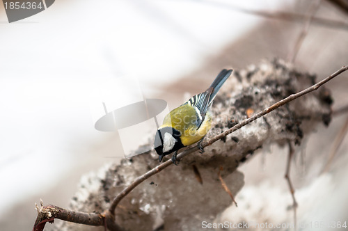 Image of Small bird sitting on branch