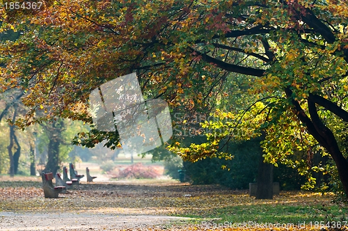 Image of Autumnal photo in a forest