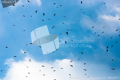 Image of A large group of crows