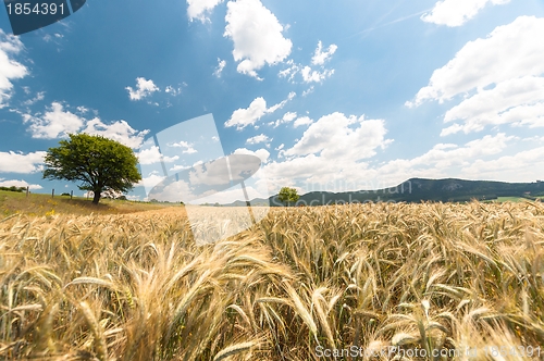 Image of Dry wheat closeup photo