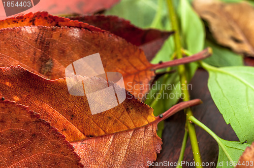 Image of Closeup of some autumnal leaves