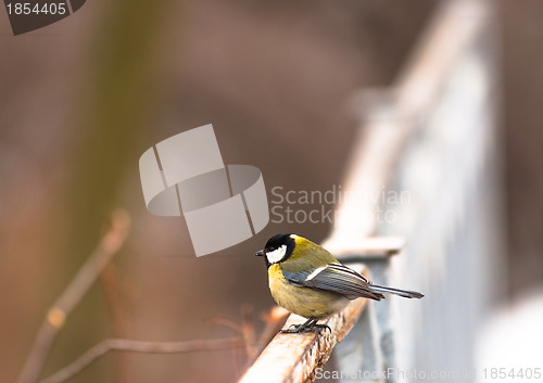 Image of Small bird sitting on branch