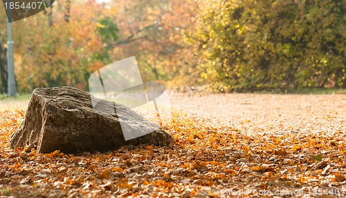Image of Autumnal photo in a forest