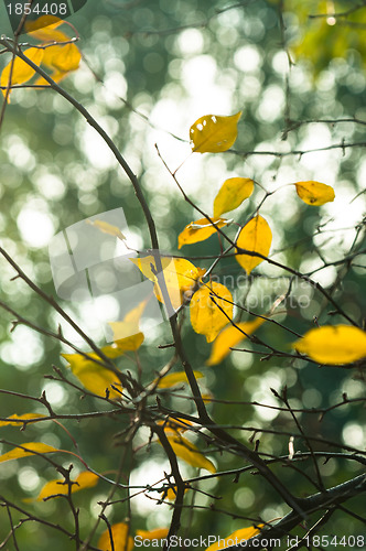 Image of Autumnal photo in a forest