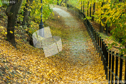 Image of Autumnal photo in a forest