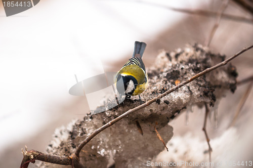 Image of Small bird sitting on branch