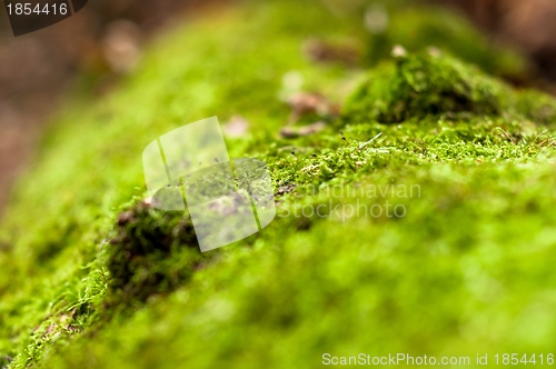 Image of Moss on tree trunk